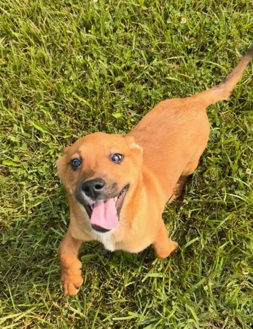 adoptable Dog in Aurora, IN named Ma Dawgs : Mandy