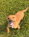 adoptable Dog in  named Ma Dawgs : Mandy
