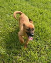 adoptable Dog in  named Ma Dawgs : Mary