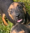 adoptable Dog in  named Ma Dawgs : Max