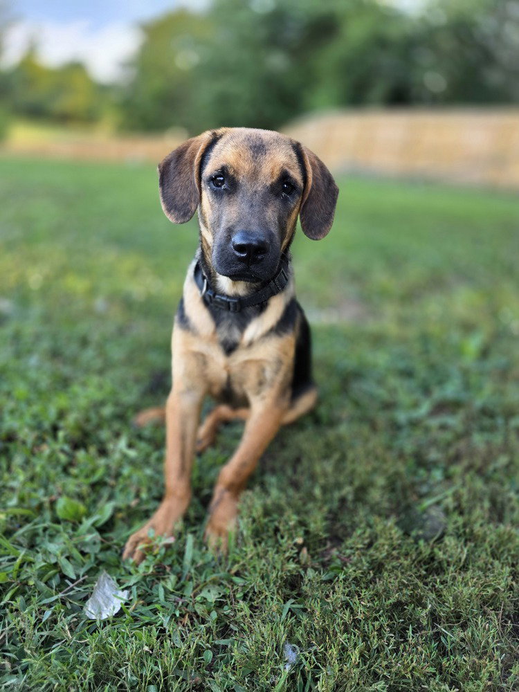 Ma Dawgs : Max