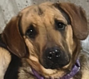 MA DAWGS : MAX - German Shepherd Dog available for adoption