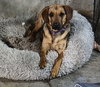Ma Dawgs : Max - Photo 2