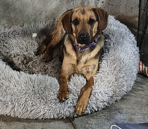 MA DAWGS : MAX - German Shepherd Dog available for adoption