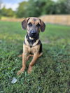 Ma Dawgs : Max - Photo 3