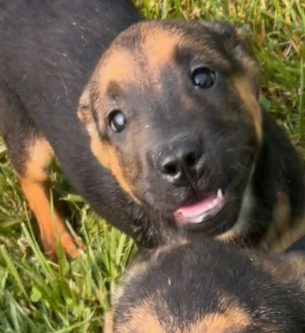 Ma Dawgs : Max