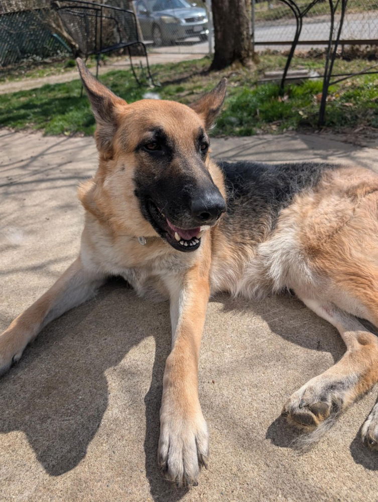 adoptable Dog in Aurora, IN named Georgia Gayle (Gretel)