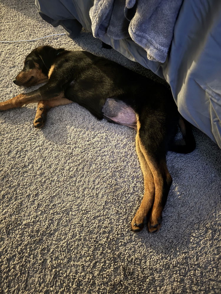 adoptable Dog in Aurora, IN named Charlotte Grace