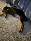 adoptable Dog in aurora, IN named Charlotte Grace