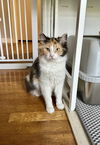 adoptable Cat in Aurora, IN named Birdy Cats : Robin