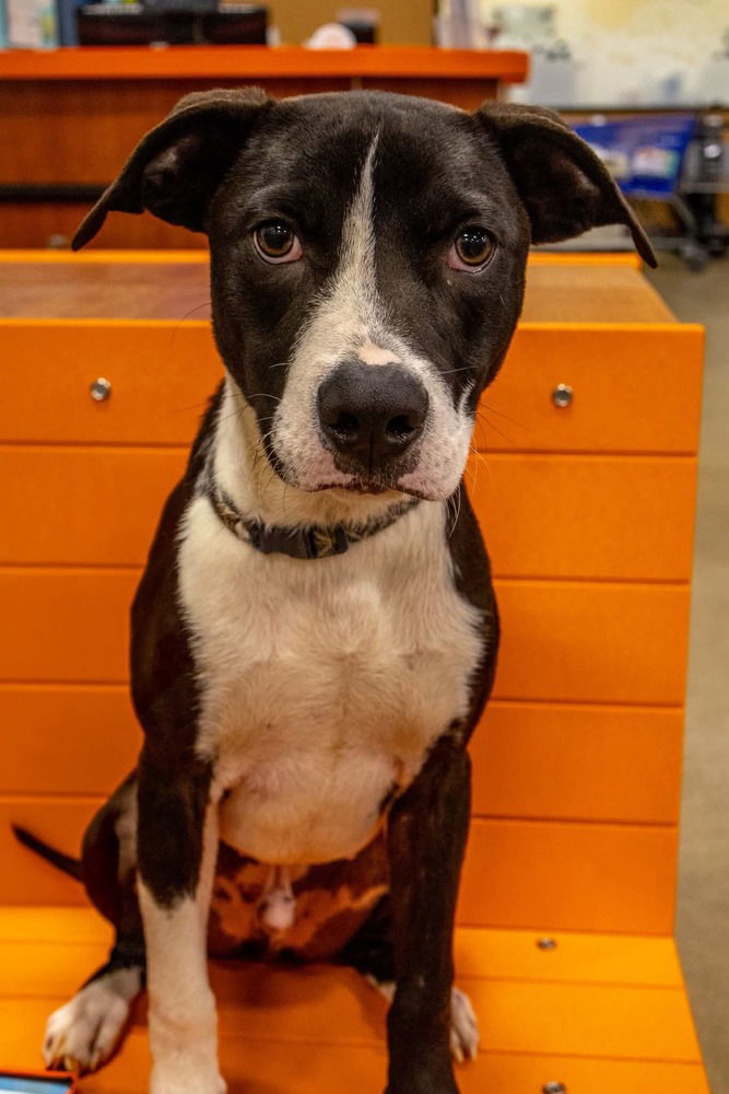 adoptable Dog in Aurora, IN named Vevay Paws : Vinnie