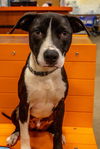 adoptable Dog in  named Vevay Paws : Vinnie