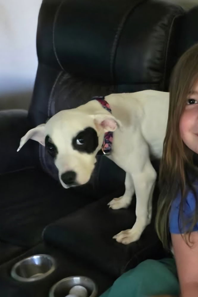 adoptable Dog in Aurora, IN named Vevay Paws : May