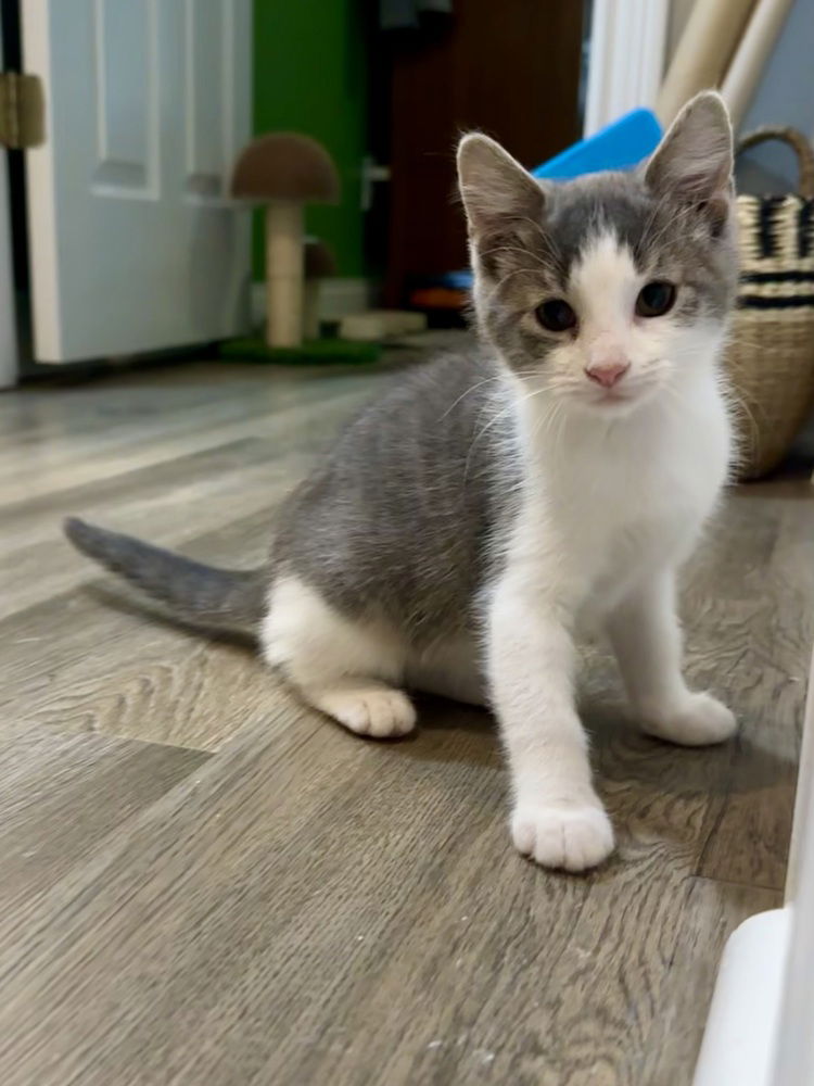 adoptable Cat in Aurora, IN named PunkCats : Avril