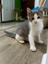 adoptable Cat in aurora, IN named PunkCats : Avril