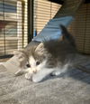 adoptable Cat in aurora, IN named PunkCats : Gwen