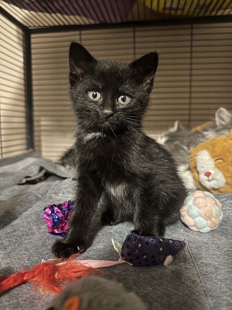 adoptable Cat in Aurora, IN named PunkCats : Iggy