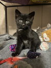 adoptable Cat in aurora, IN named PunkCats : Iggy