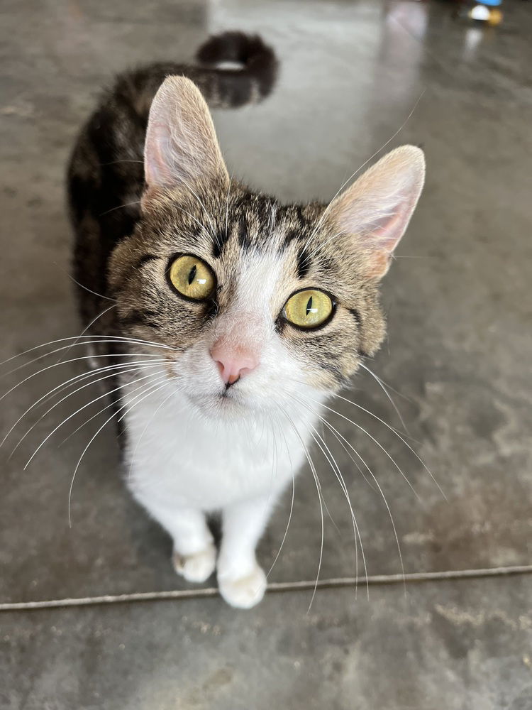 adoptable Cat in Aurora, IN named Gutzwillers : Phoebe