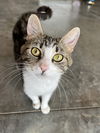 adoptable Cat in aurora, IN named Gutzwillers : Phoebe