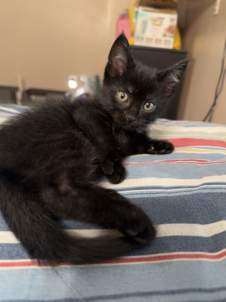 adoptable Cat in Aurora, IN named Gutzwillers : Rusty