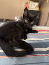 adoptable Cat in aurora, IN named Gutzwillers : Rusty