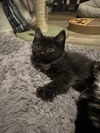 adoptable Cat in aurora, IN named Gutzwillers : Louie