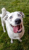 adoptable Dog in aurora, IN named Salyersville : Shiloh