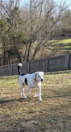 adoptable Dog in  named Rocky