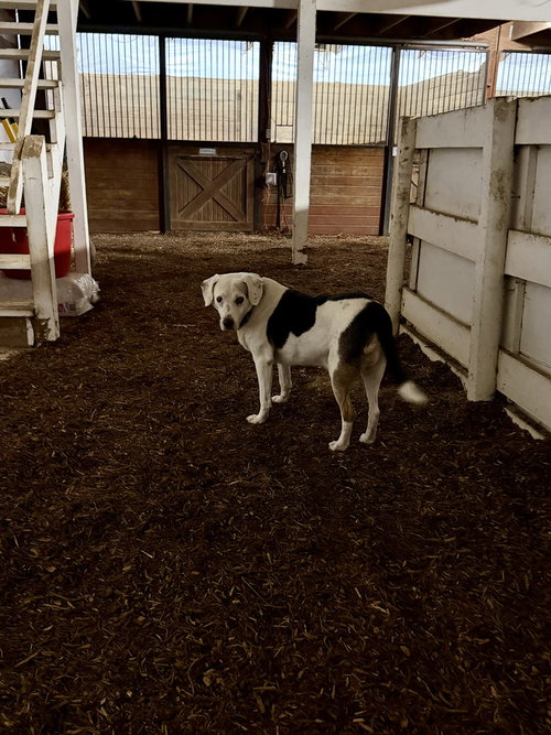 ROCKY - Treeing Walker Coonhound available for adoption