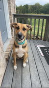 adoptable Dog in aurora, IN named CD Mabel