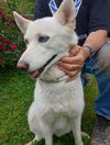 adoptable Dog in aurora, IN named CD Posie