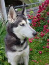 adoptable Dog in aurora, IN named CD Nigini