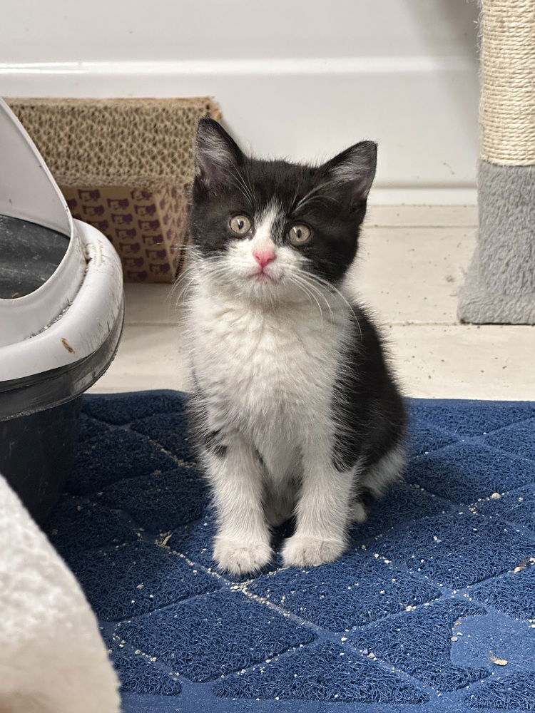 adoptable Cat in Aurora, IN named PunkCats : Travis