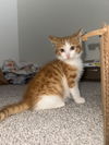 adoptable Cat in aurora, IN named Hazzard Kitties : Bo