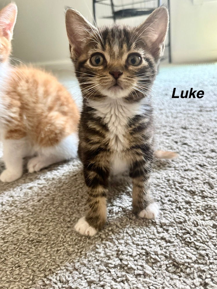 adoptable Cat in Aurora, IN named Hazzard Kitties : Luke