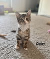 adoptable Cat in  named Hazzard Kitties : Daisy