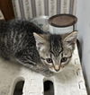 adoptable Cat in , IN named Bibi Kitty : Wiggles