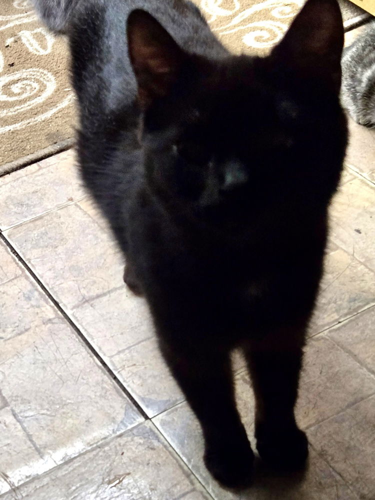 adoptable Cat in Aurora, IN named Bibi Kitty