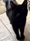 adoptable Cat in , IN named Bibi Kitty