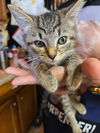adoptable Cat in , IN named Bibi Kitty : Nibbles