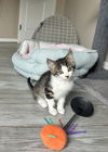 adoptable Cat in  named Bunkâd Kitties : Bill