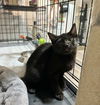 adoptable Cat in aurora, IN named BridgerCats : Collins