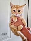 adoptable Cat in aurora, IN named Breakfast Cats : Omelet