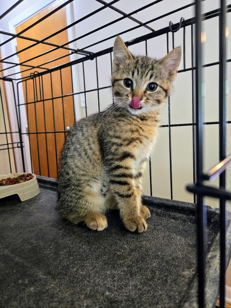 adoptable Cat in Aurora, IN named Breakfast Cats : Hashbrown
