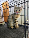 adoptable Cat in aurora, IN named Breakfast Cats : Hashbrown