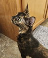 adoptable Cat in aurora, IN named Masons : RuRu