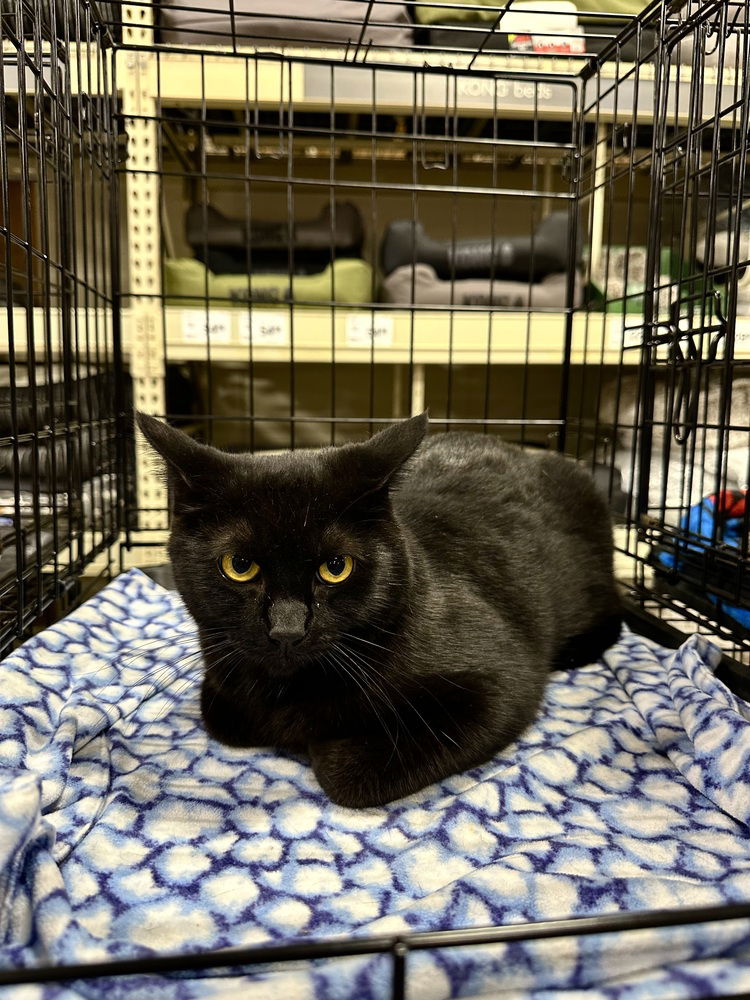 adoptable Cat in Aurora, IN named Masons : Bear