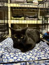 adoptable Cat in aurora, IN named Masons : Bear