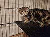 adoptable Cat in aurora, IN named BridgerCats : Brimsley